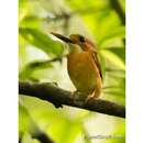 Image of Sulawesi Dwarf-kingfisher
