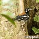 Image of Red-backed Thrush