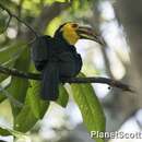 Image of Sulawesi Hornbill
