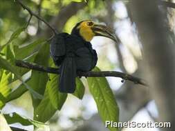 Image of hornbills and relatives