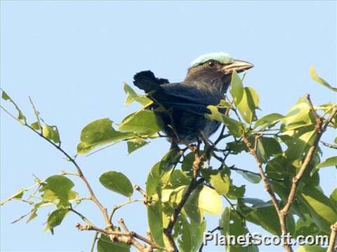 Sivun Coracias Linnaeus 1758 kuva