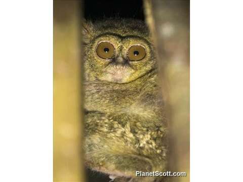 Image of tarsier