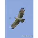 Image of Rufous-bellied Eagle