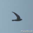 Image of Sulawesi Swiftlet