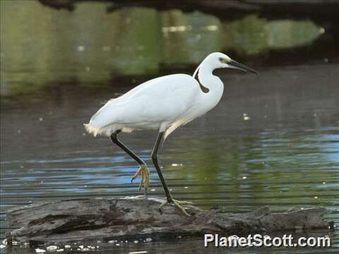 Image of Egretta Forster & T 1817