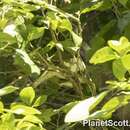 Image of Eastern Superb Fruit-dove