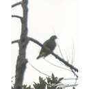 Image of Grey-headed Fruit Dove