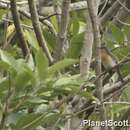 Image of Moluccan Flycatcher