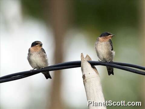 Image of Hirundo Linnaeus 1758