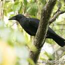 Image of Slender-billed Crow