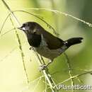 Image of Black-faced Munia