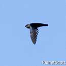 Image of Glossy Swiftlet