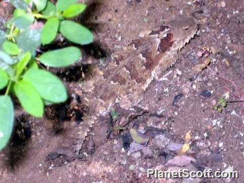 Image of horned lizard