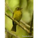 Image of Citrine Canary-Flycatcher