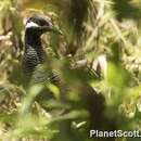 Image of Barred Rail