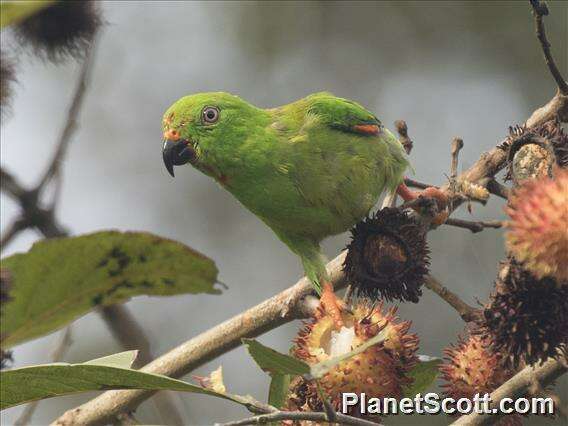 Image of hanging parrot