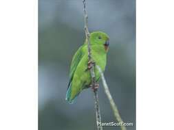 Image of hanging parrot