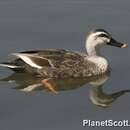 Image of Chinese Spot-billed Duck