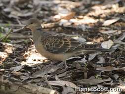 Image of Streptopelia Bonaparte 1855