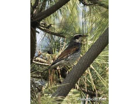 Image of Dusky Thrush