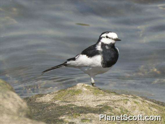 Image of Motacilla Linnaeus 1758