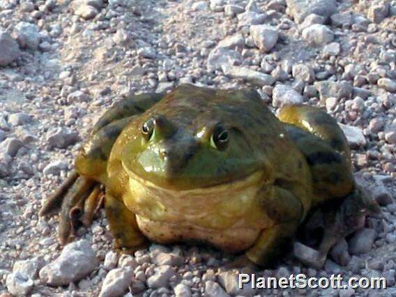 صورة Lithobates Fitzinger 1843