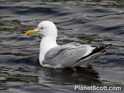 Image of Larus Linnaeus 1758