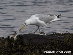 Image of Larus Linnaeus 1758