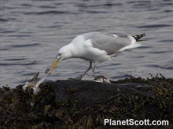 Imagem de Larus Linnaeus 1758