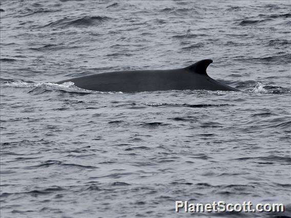 Image de Balaenoptera Lacépède 1804