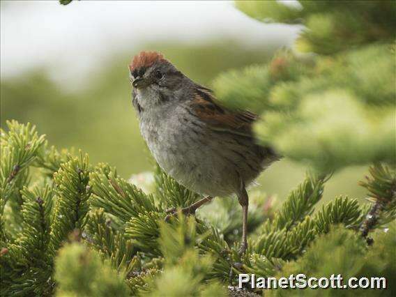 Image of Melospiza Baird & SF 1858