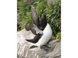 Image of Lesser auk