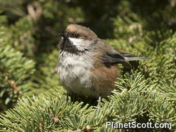 Image of Chickadee