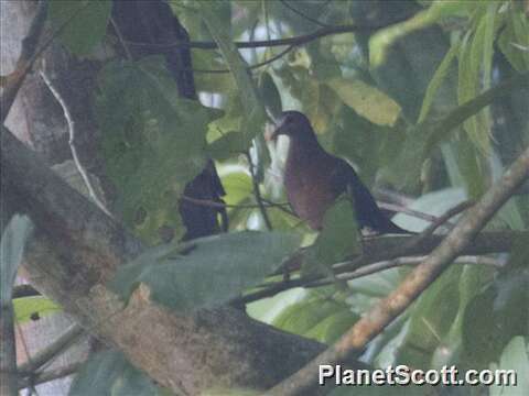 Image of Emerald Dove