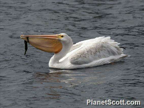 Image of pelicans