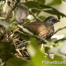 Image of Andean Guan