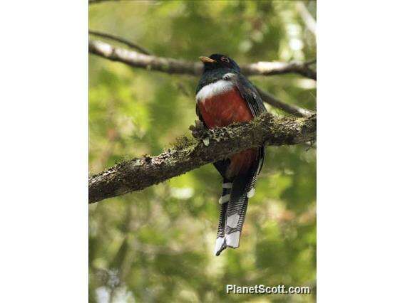 Imagem de Trogon Brisson 1760