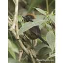 Image of Black-faced Brush-Finch