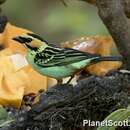 Image of Golden-eared Tanager