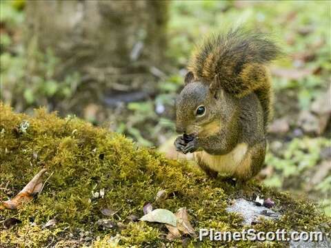 Imagem de Sciurus ignitus (Gray 1867)