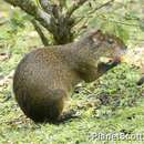 Image of Brown Agouti