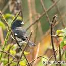 Image of Black-and-white Seedeater