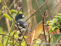 Image of Typical Seedeaters and Seed Finches