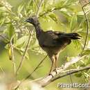 Image of Speckled Chachalaca