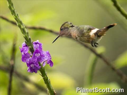 صورة Lophornis Lesson & R 1829