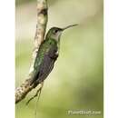 Image of Gray-breasted Sabrewing