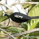 Image of Blue-throated Piping Guan