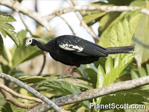 Image of Piping guan