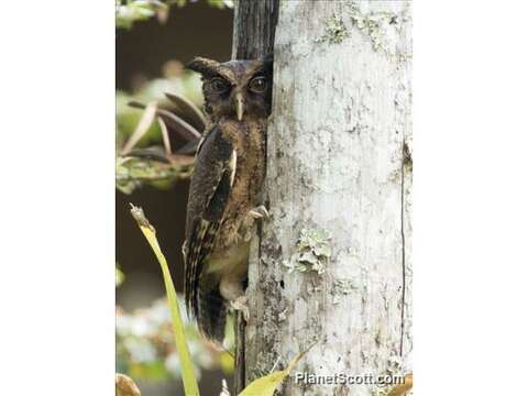 Image of Screech owl