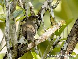 Image of Black-billed Thrush